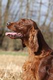 SETTER IRLANDAIS 382